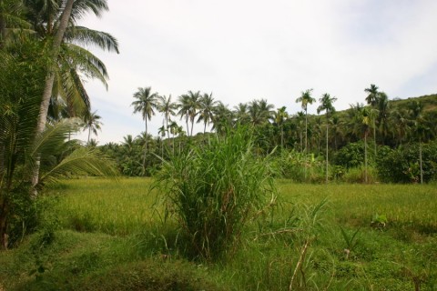 2007_vietnam_16_17_tb_030_900