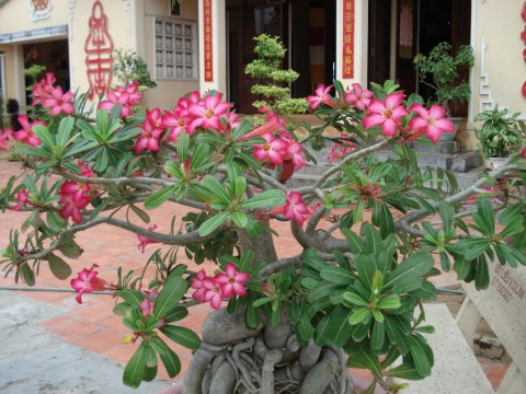 2007_vietnam_17_17_tb_018_900