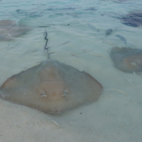 Malediven – Reethi Beach Resort – Folge 4 – Technical Tour und Fischfütterung